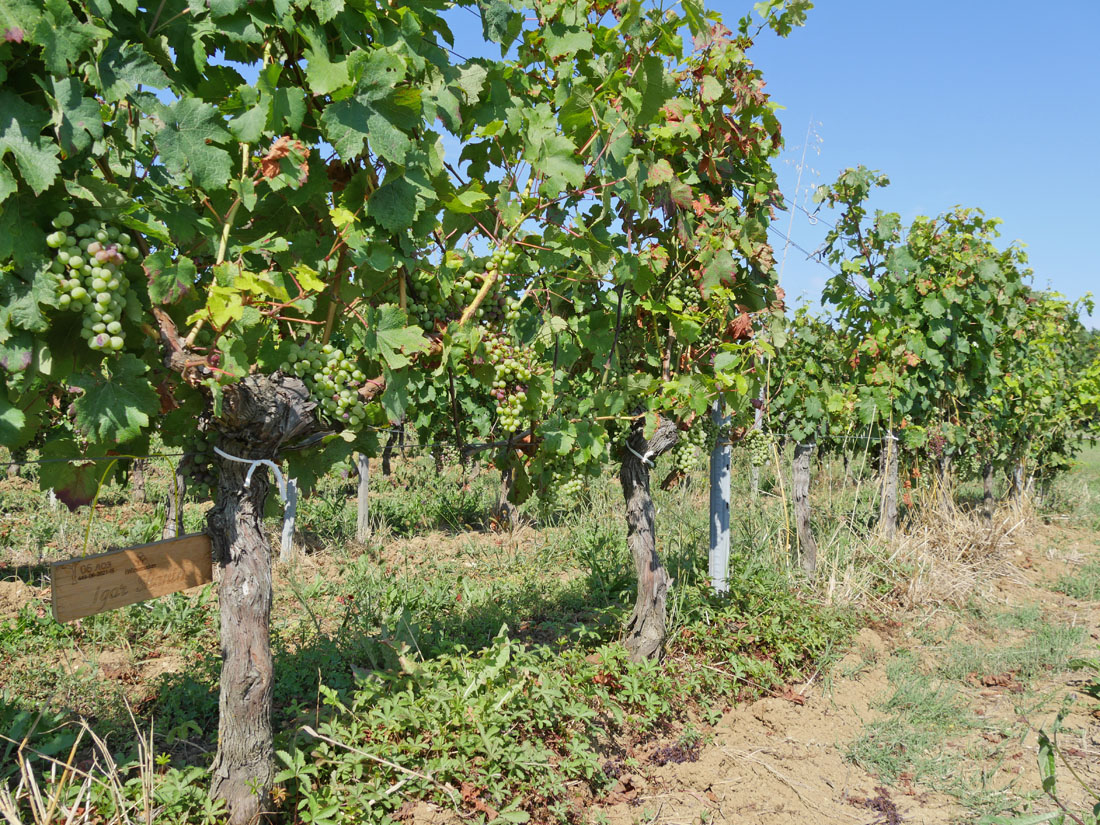 Виноградник на урожай